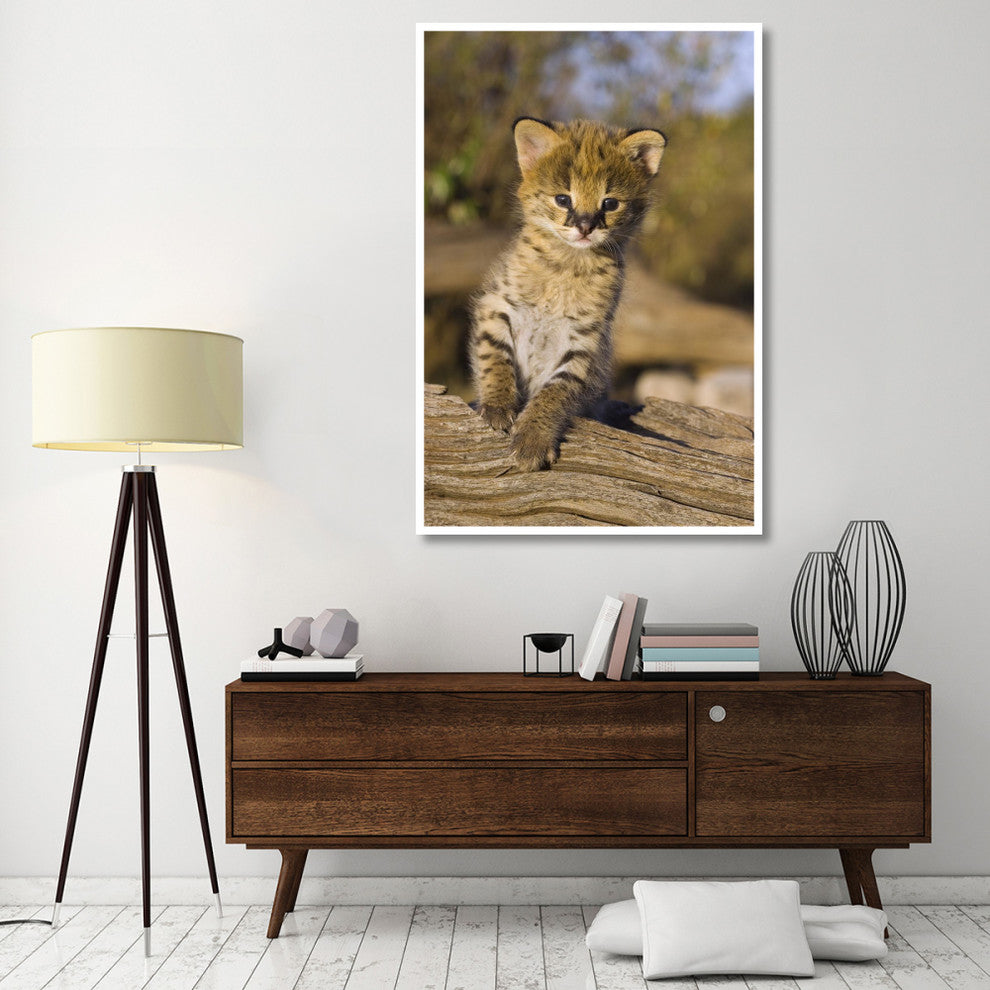 "Serval kitten, 2.5 week old orphan, Masai Mara Reserve" Paper Art, 42"x62"