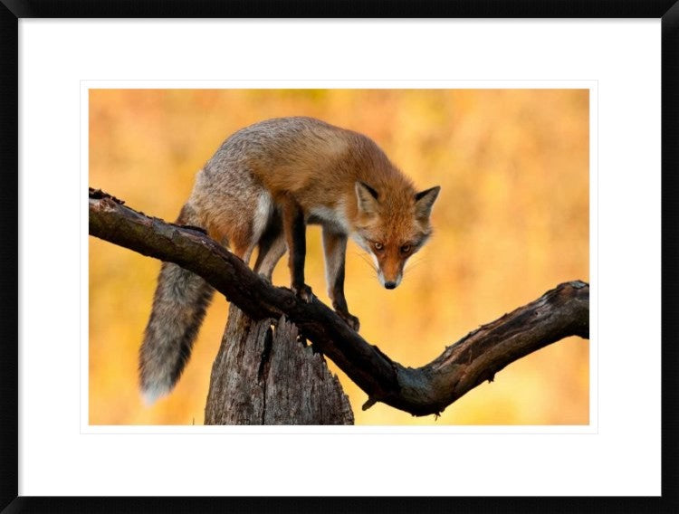 "With Blazing Eyes" Framed Digital Print by Csaba Tokolyi, 30x22"