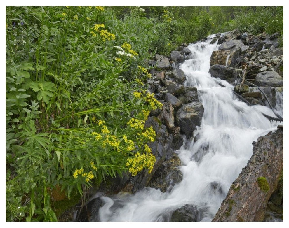 "Creek near Silverton, Colorado" Digital Paper Print by Tim Fitzharris, 42"x32"