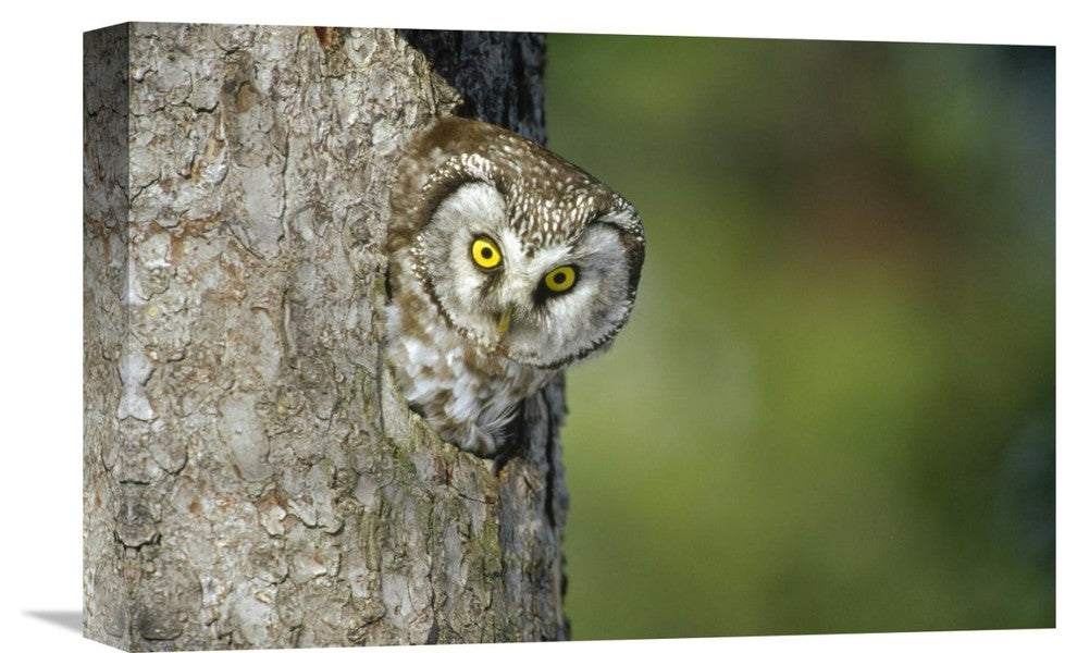 "Boreal Owl Peaking Through Hole In Tree, Sweden" Artwork, 18" x 12"