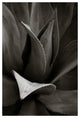 AGAVE #1, Black and White, 20x30