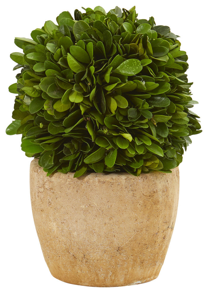 7" Boxwood Ball Preserved Plant, Decorative Planter, Set of 2