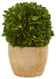 7" Boxwood Ball Preserved Plant, Decorative Planter, Set of 2