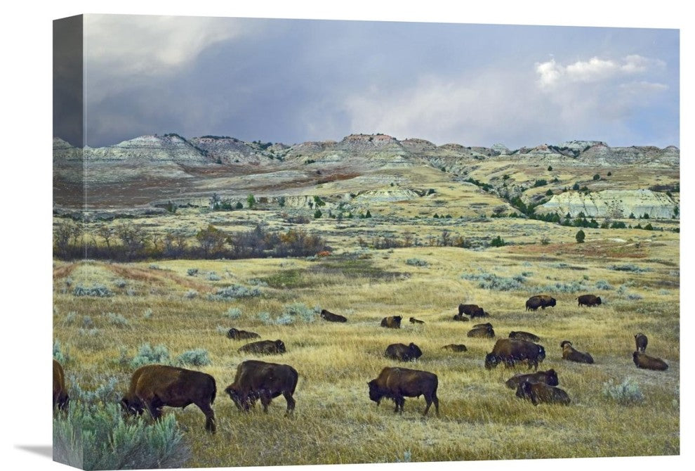 "American Bison Herd Grazing, Theodore Roosevelt Np, North Dakota" Artwork