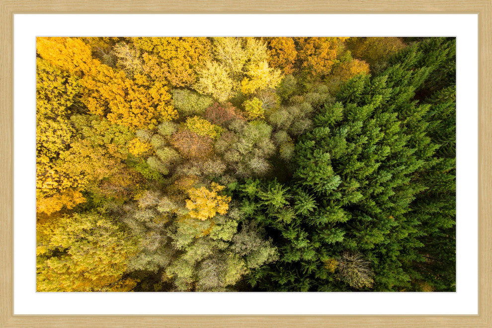 "Dense Growth" Framed Print by Karolis Janulis