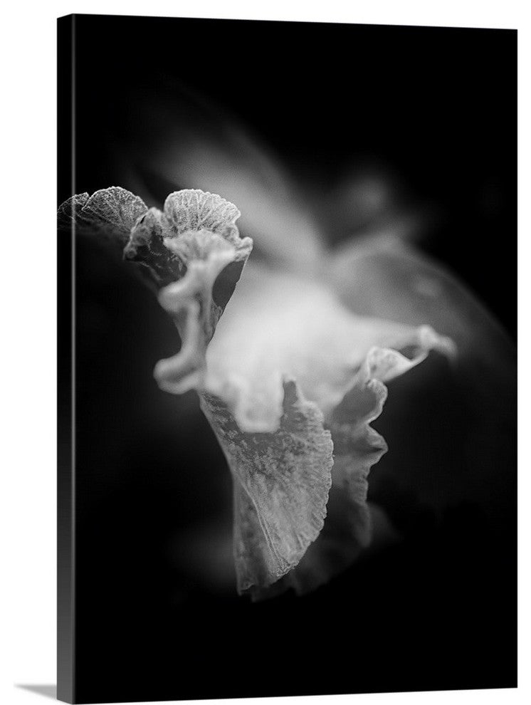 "Lily I" Wrapped Canvas Art Print, 18"x24"x1.5"