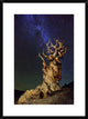 "Bristlecone Pine" Framed Digital Print by Tanja Ghirardini, 24x32"