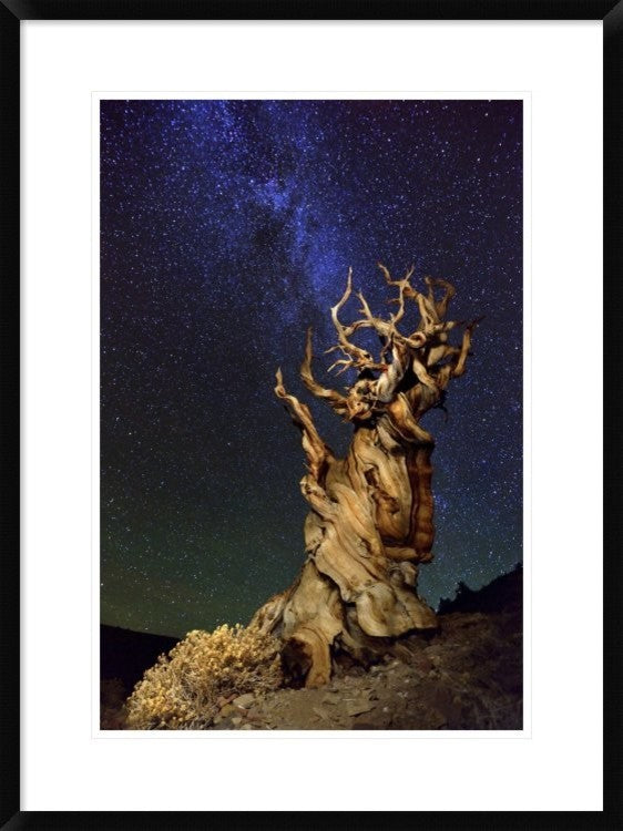 "Bristlecone Pine" Framed Digital Print by Tanja Ghirardini, 24x32"