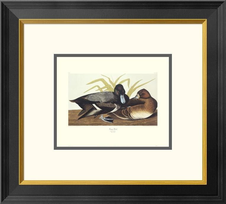 "Scaup Duck (decorative border)"  by John James Audubon, 20x18"