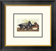 "Scaup Duck (decorative border)"  by John James Audubon, 20x18"
