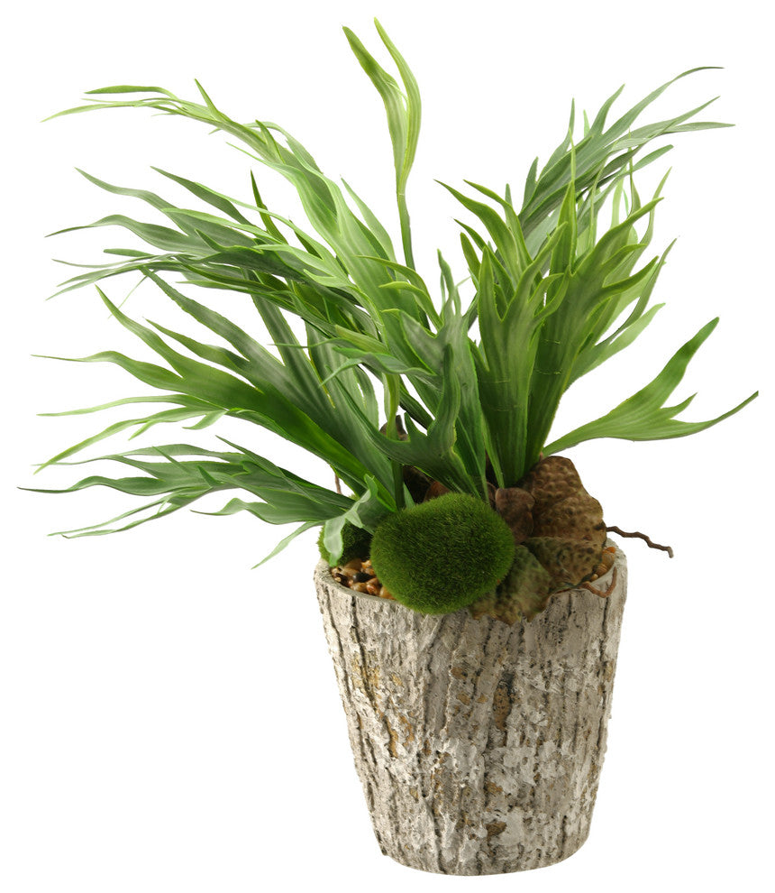 Mini Staghorn Fern in Weathered Oak Textured Cement Planter