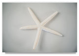"White Starfish" by Lightboxjournal, Canvas Art, 22"x32"