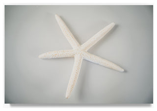 "White Starfish" by Lightboxjournal, Canvas Art, 22"x32"