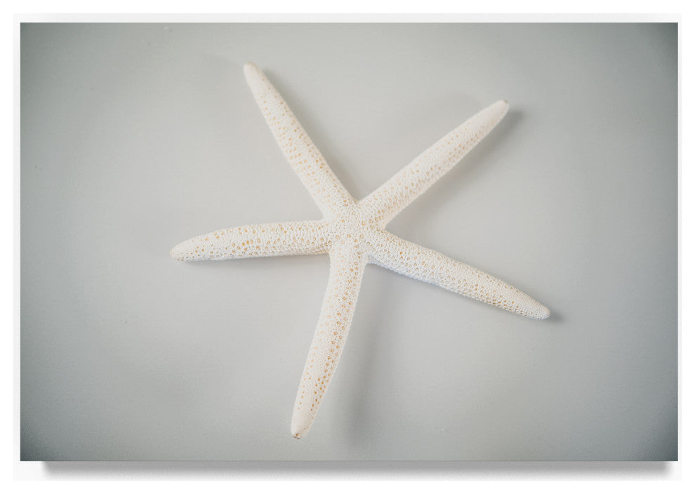"White Starfish" by Lightboxjournal, Canvas Art, 22"x32"