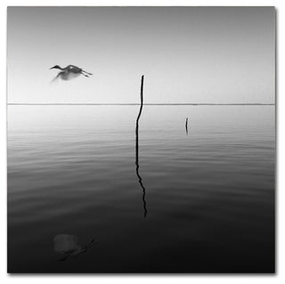 "Fly" Canvas Art by Moises Levy