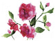 "Bright Roses" Digital Paper Print by Anne Tavoletti, 18"x14"