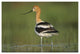 "American Avocet in breeding plumage wading, North America" Paper Art, 50"x34"