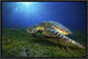 "Green Turtle" Framed Canvas Giclee by Barathieu Gabriel, 19x13"