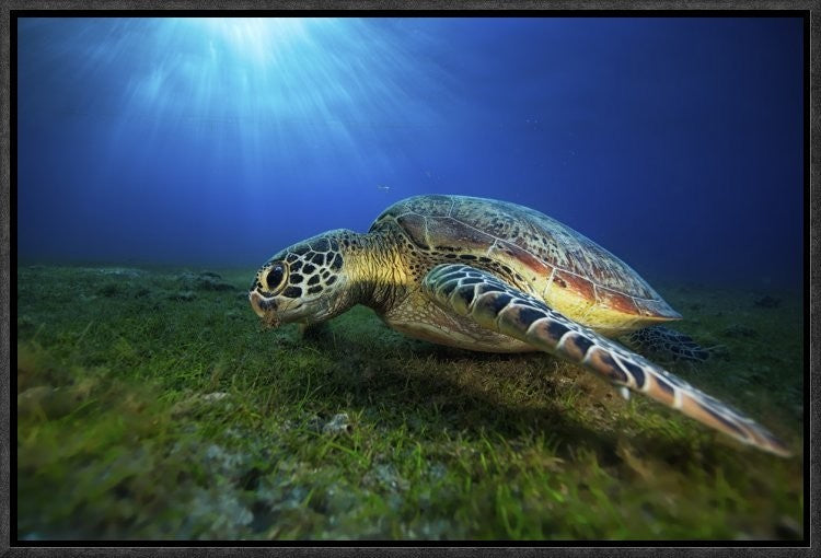 "Green Turtle" Framed Canvas Giclee by Barathieu Gabriel, 19x13"