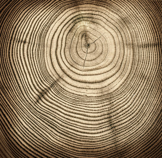 "Rings of Age" Painting Print on Canvas