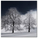 'White Nature' Canvas Art by Philippe Sainte-Laudy