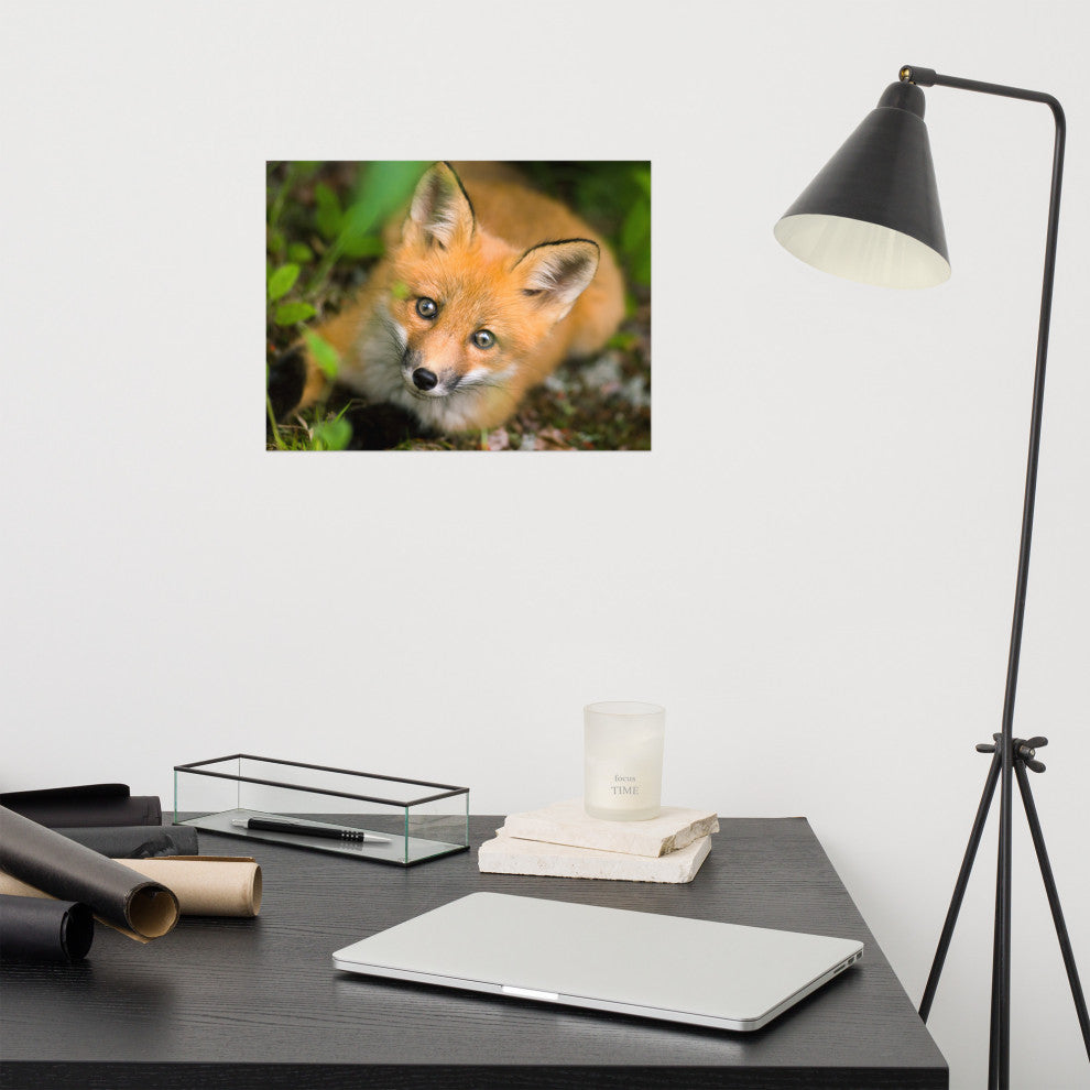 Young Red Fox Face Animal Wildlife Nature Photograph Loose Wall Art Print, 12" X 16"
