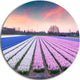 Colorful Hyacinth Flowers At Sunrise, Photo Round Wall Art, 36"