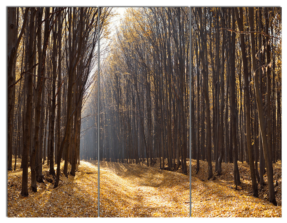 Light in the Forest Path Panorama, Forest Triptych Canvas Print, 36x28, 3 Panels