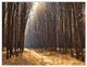 Light in the Forest Path Panorama, Forest Triptych Canvas Print, 36x28, 3 Panels