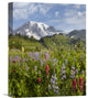 "Paradise Meadow And Mount Rainier, Washington" Artwork