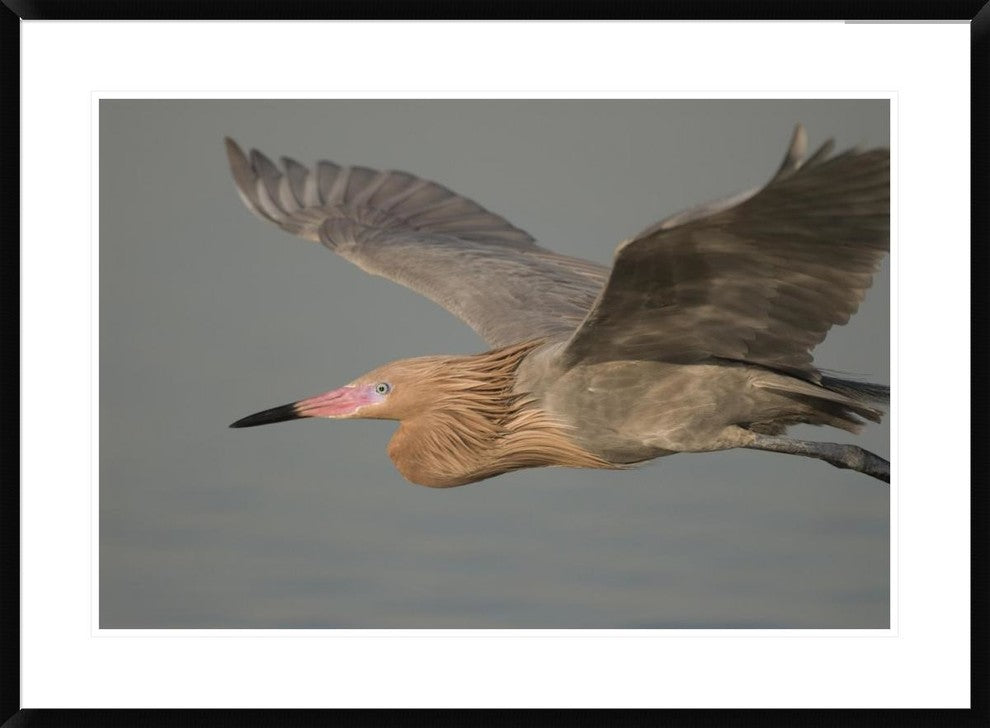 "Reddish Egret flying, Fort Desoto Park, Florida"  by Steve Gettle, 38x28"
