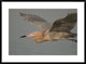 "Reddish Egret flying, Fort Desoto Park, Florida"  by Steve Gettle, 38x28"