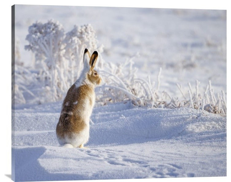 "White-Tailed Jackrabbit" Stretched Canvas Giclee by Shlomo Waldmann, 35x28"