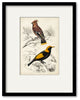 "D'Orbigny Birds V" Gallery Collection Framed Art, 16"x20"
