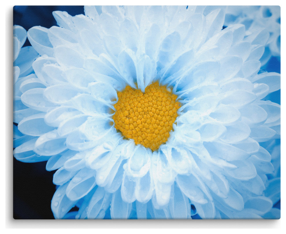 Blue Tinted Chrysanthemums Nature Photo Botanical Floral Canvas Wall Art Print, 16" X 20"