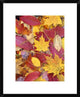 "Sourwood and cherry leaves, North America"  by Tim Fitzharris, 20x24"
