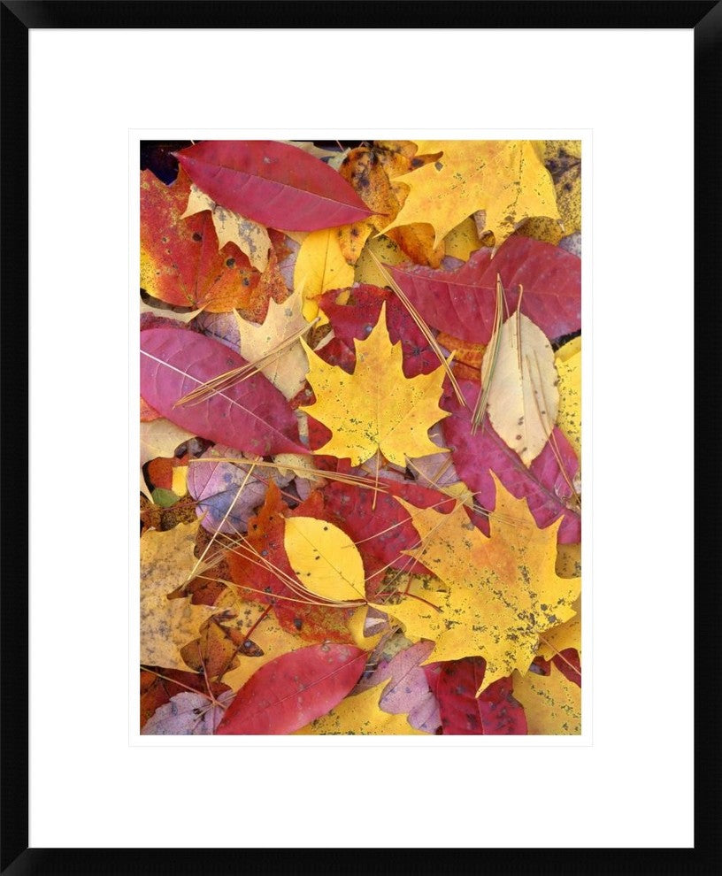 "Sourwood and cherry leaves, North America"  by Tim Fitzharris, 20x24"