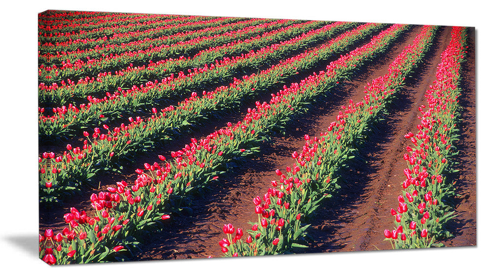 Beautiful Field of Red Tulip Flowers, Large Landscape Canvas Art, 32"x16"