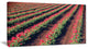 Beautiful Field of Red Tulip Flowers, Large Landscape Canvas Art, 32"x16"