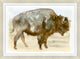 Grassland Bison 1, Giclee Reproduction Artwork