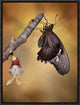 "Birth Of A Swallowtail" Framed Canvas Giclee by Jimmy Hoffman, 13x17"