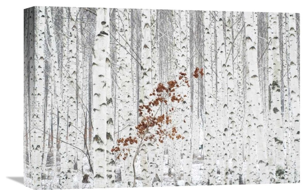 "From White" Stretched Canvas Giclee by Donghee Han, 22x15"