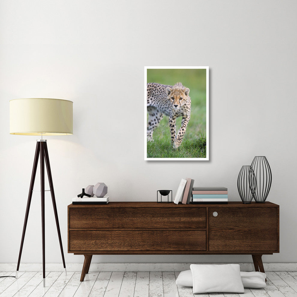 "Cheetah 6 month old cub, Masai Mara National Reserve, Kenya" Paper Art, 26"x38"