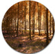 Thick Fall Forest With Orange Leaves, Photo Round Metal Wall Art, 11"