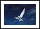 "Arctic Tern flying,  Alaska" Framed Digital Print by Michael Quinton, 38"x28"