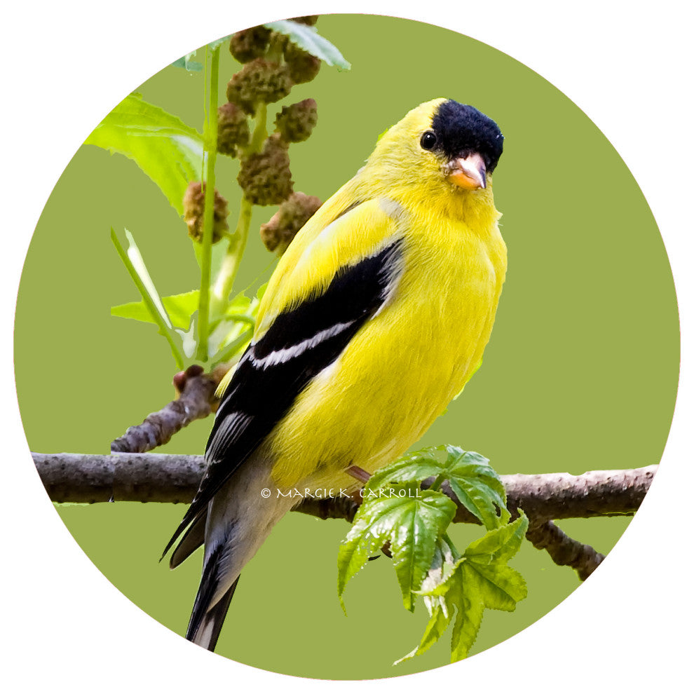 Andreas Goldfinch Jar Opener