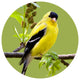 Andreas Goldfinch Jar Opener