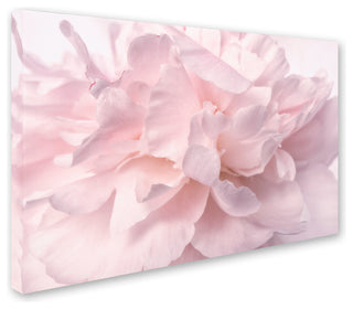Cora Niele 'Pink Peony Petals II' Canvas Art