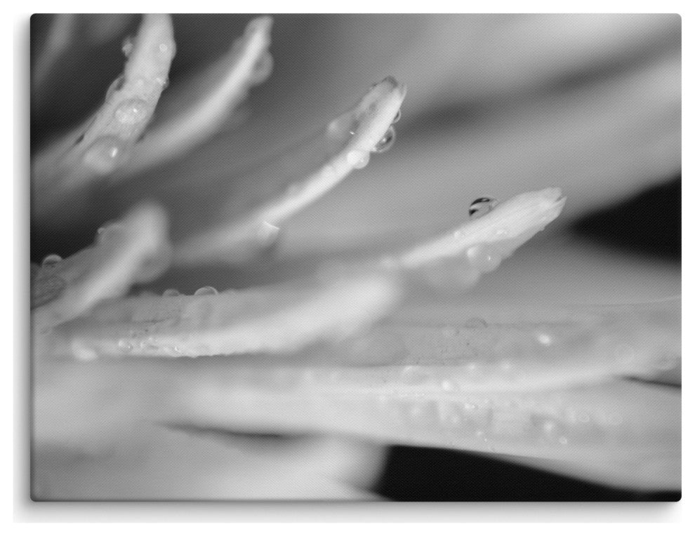 Droplets on Petals Floral Nature Photography Canvas Wall Art Print, 18" X 24"