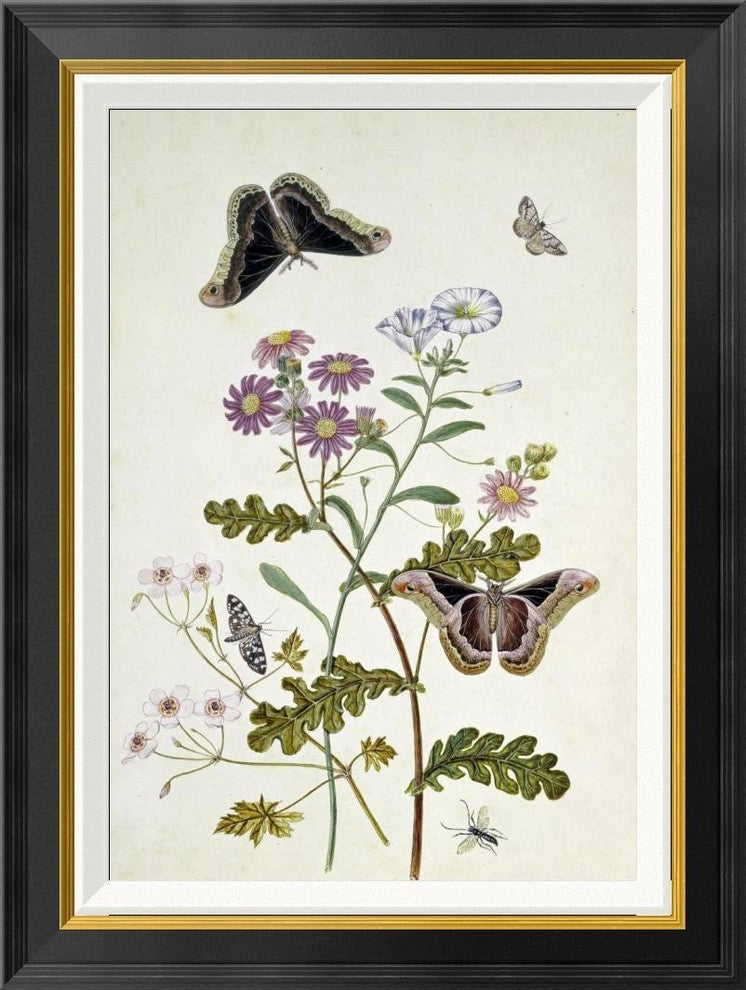 "Convolvulus and Chrysanthemum"  by Thomas Robins Jr., 21x28"